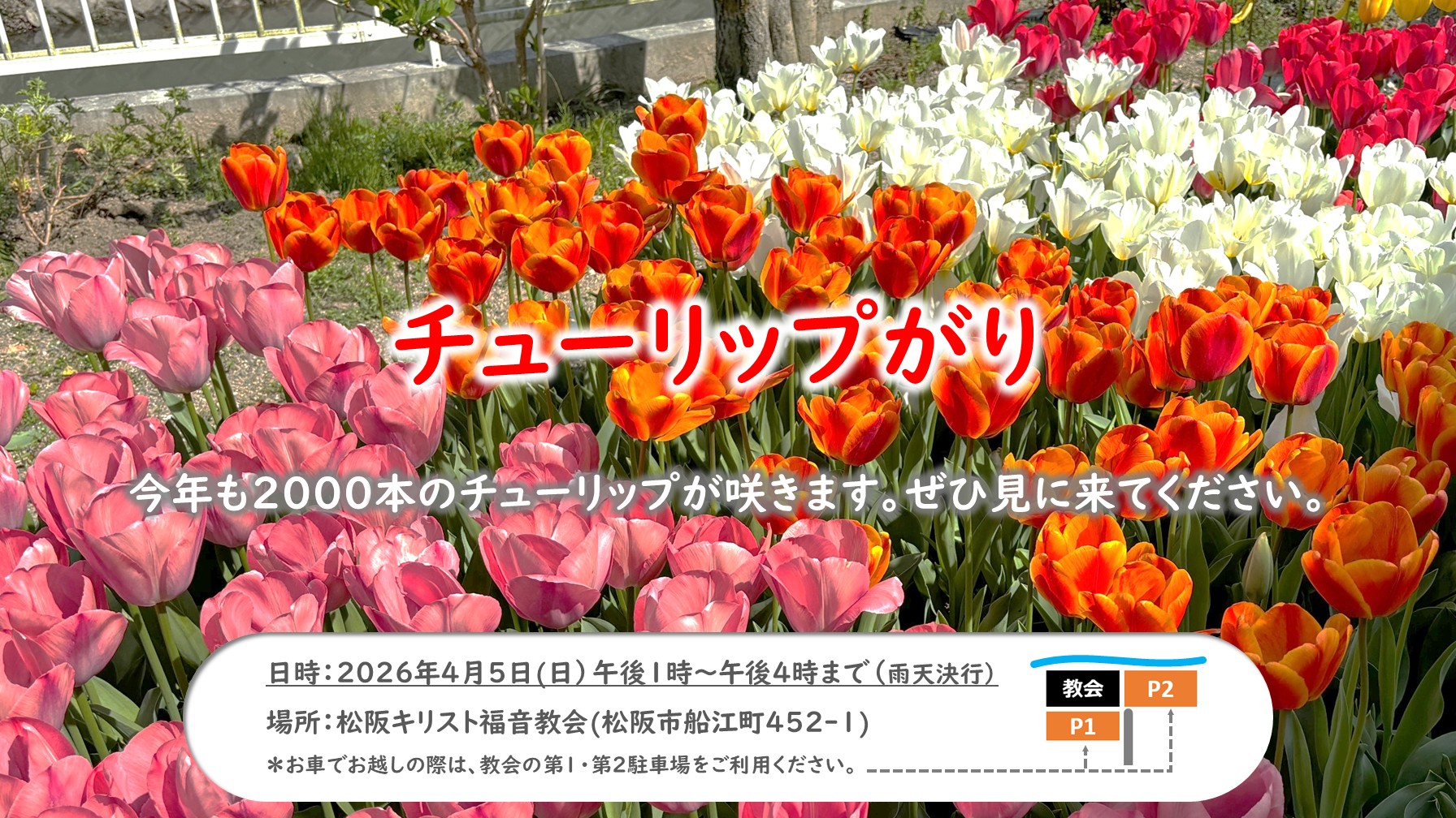 チューリップがり案内