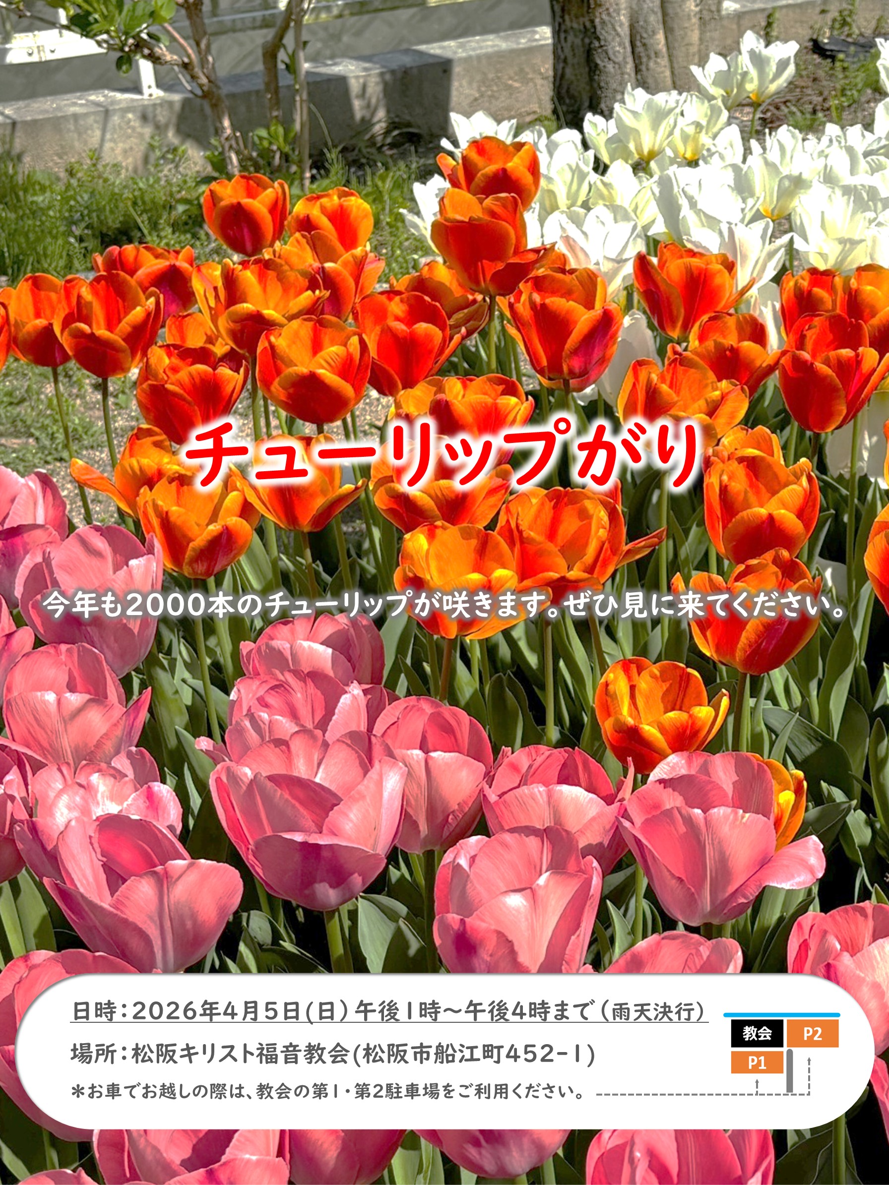 チューリップがり案内